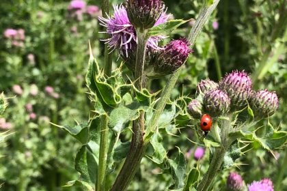 Thistles in bloom with a ladybird