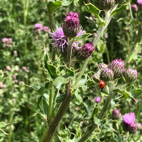Thistles in bloom with a ladybird